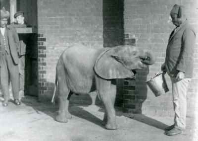 Jeune éléphant africain Kiberenge nourri par Darisha tandis que Syed Ali regarde en arrière-plan, Zoo de Londres, septembre 1923 - Frederick William Bond